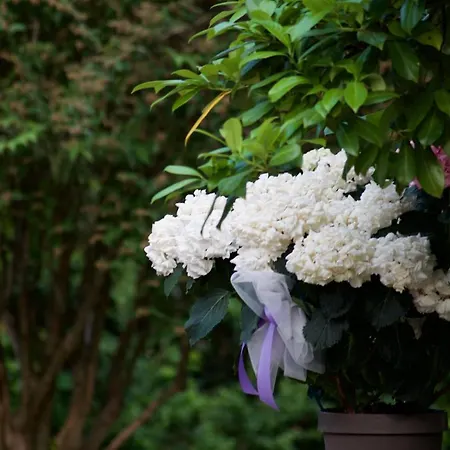 Fetonte ベッド・アンド・ブレックファスト